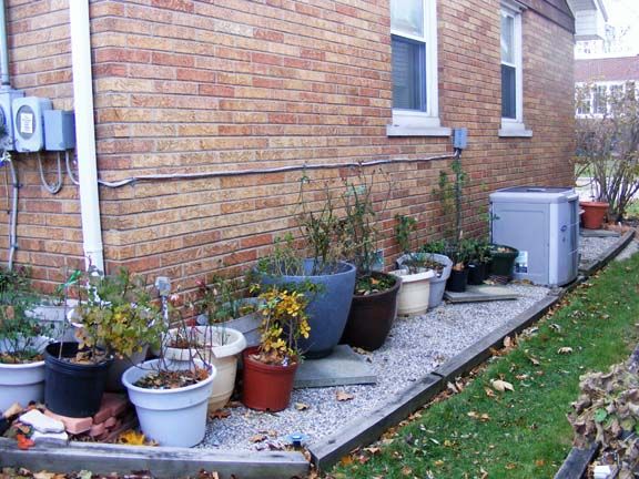 Winter roses photo 2013_11230002_zps72bb321b.jpg